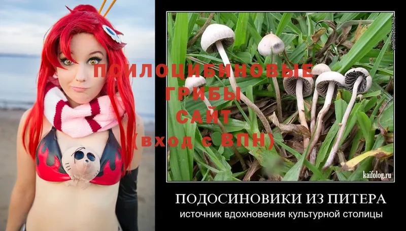 где найти наркотики  Обнинск  omg ССЫЛКА  Галлюциногенные грибы Cubensis 